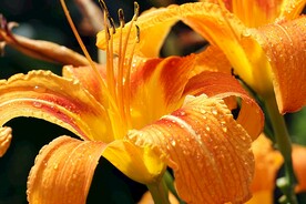 鲜花