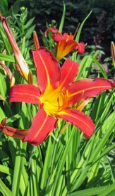 鲜花