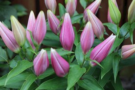 鲜花