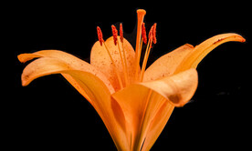 鲜花