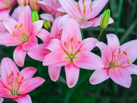 鲜花