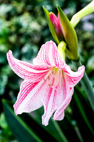 鲜花