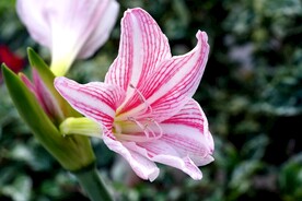 鲜花