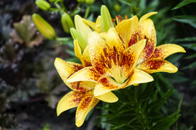 鲜花
