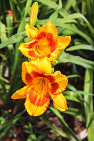 鲜花
