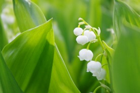 鲜花