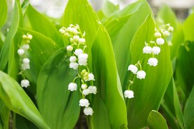 鲜花