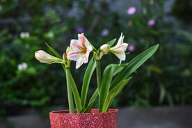 鲜花