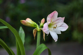鲜花