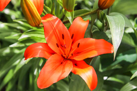 鲜花