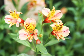 鲜花