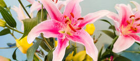 鲜花