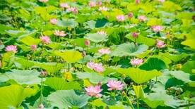 荷花