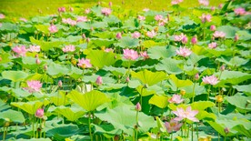荷花
