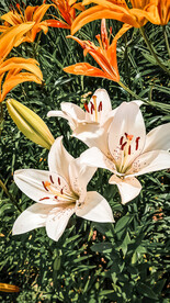 鲜花