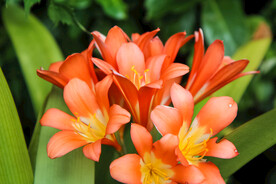 鲜花