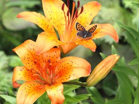 鲜花
