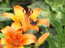 鲜花