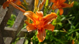 鲜花
