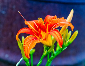 鲜花