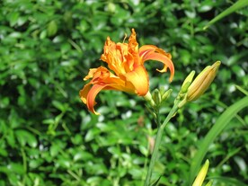鲜花