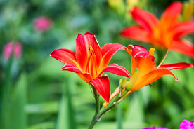 鲜花