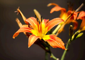鲜花