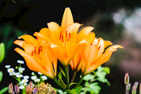 鲜花