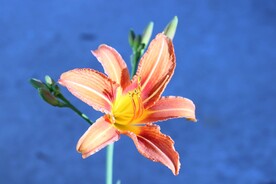 鲜花
