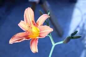 鲜花