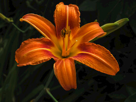 鲜花