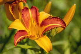 鲜花