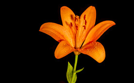 鲜花