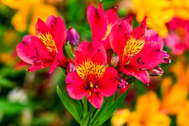 鲜花