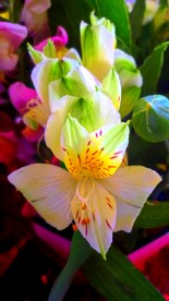 鲜花