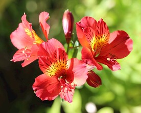 鲜花