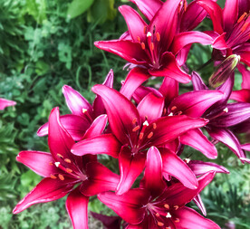 鲜花