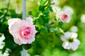 玫瑰花