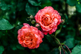 玫瑰花