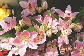 鲜花