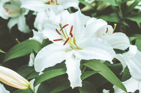 鲜花