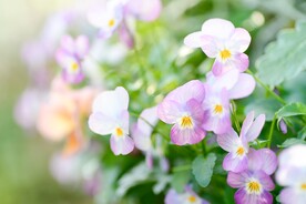 鲜花