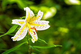 鲜花