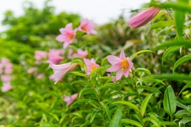鲜花