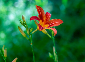 鲜花