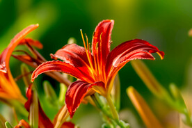 鲜花