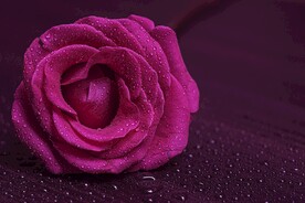 玫瑰花