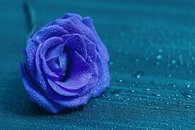 玫瑰花