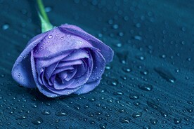 玫瑰花
