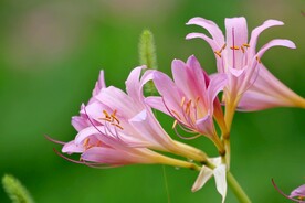 鲜花